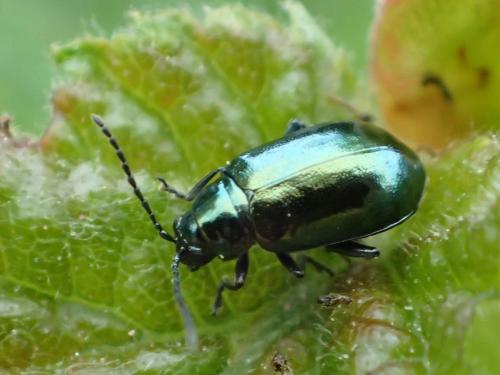 Altica brevicollis